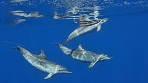 Dolphin watching Porto Santo